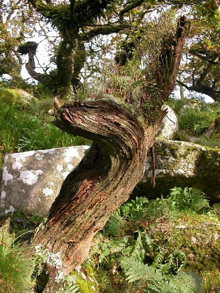 Wistman's Wood treestump.jpg